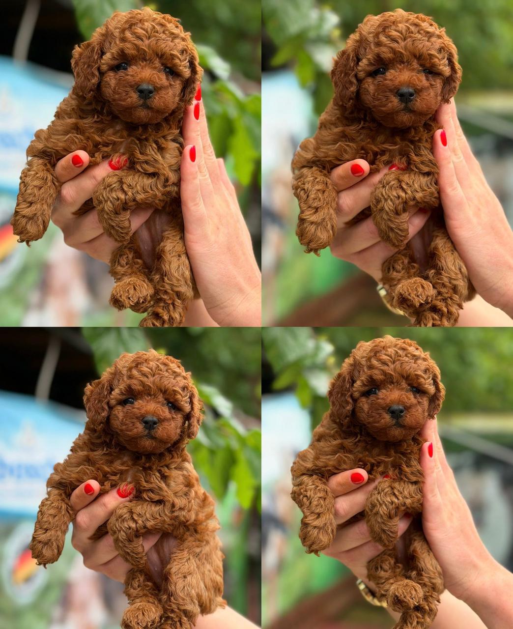Toy Poodle yavrulari kolaj gorseli
